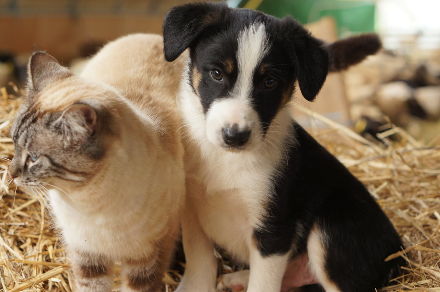 Deux mâles chiots BORDERE COLLIE disponibles. Inscrits au LOF origines travail. Nés le 25 décembre 2025.
