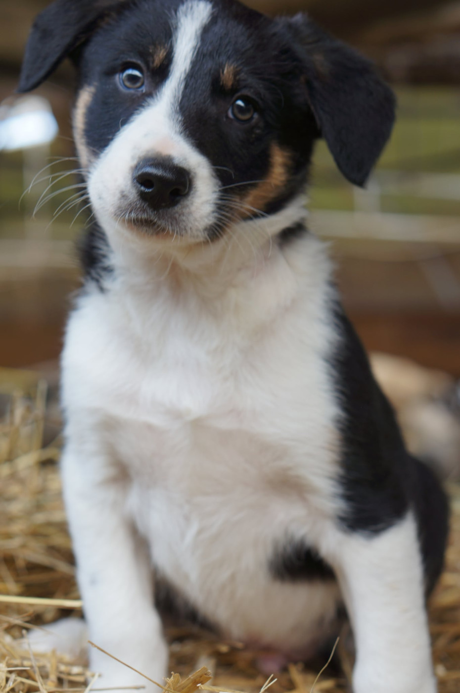 Du Rouvet - Chiots disponibles - Border Collie